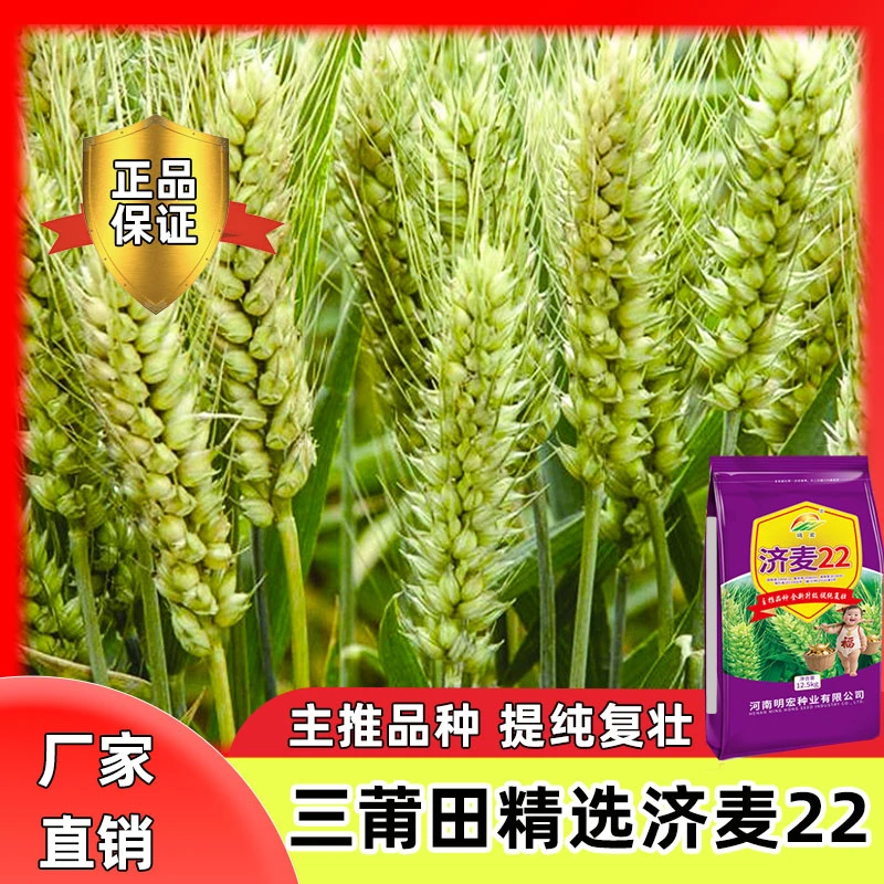 国审济麦22高产小麦种子推荐厂家直销抗倒大穗矮杆品种抗病性强