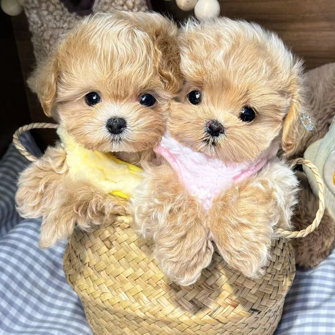 小脚丫宠物狗狗活体链接