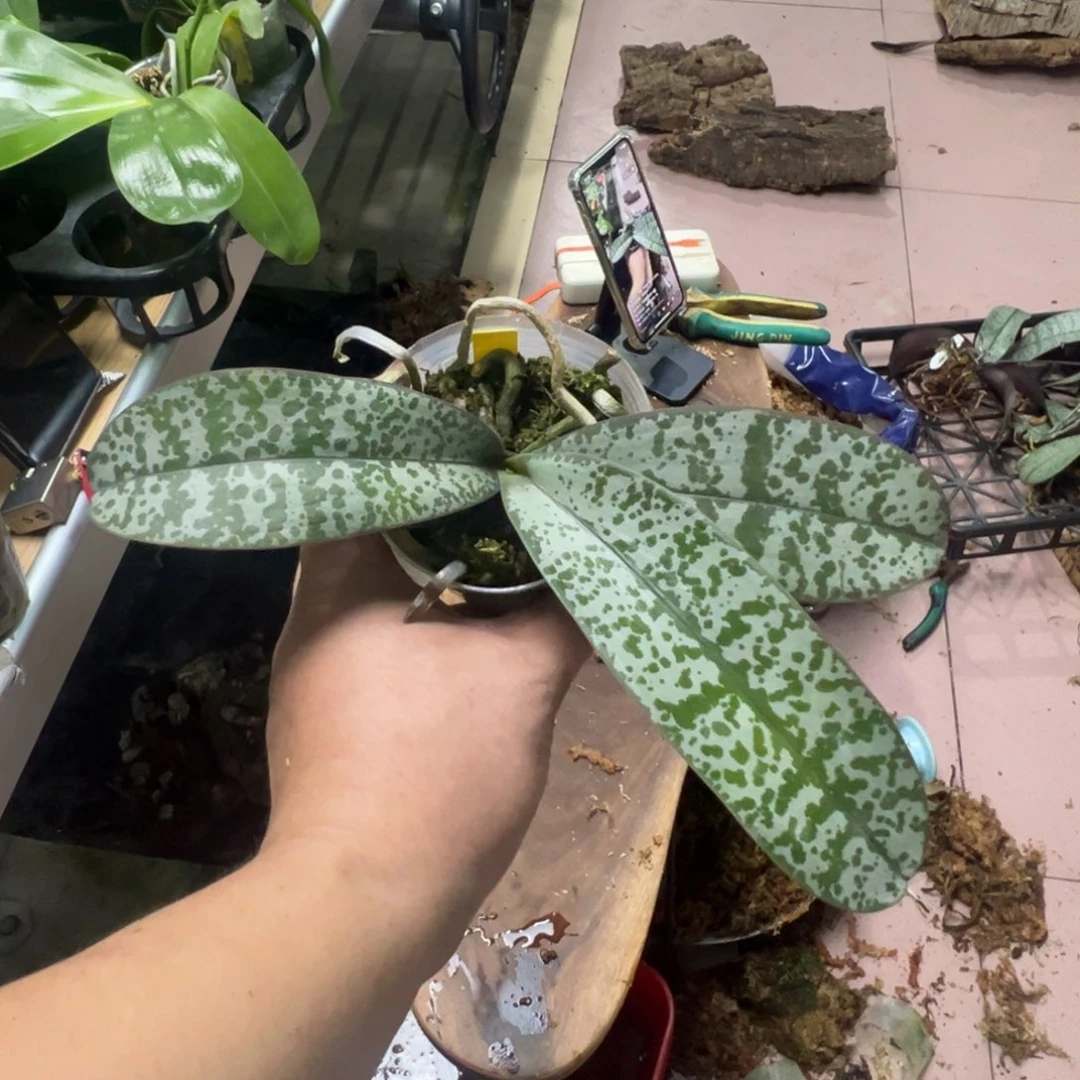 完全开放M12 种纸巾盒
