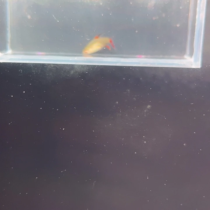 灯科鱼17号烟味黑豆2cn