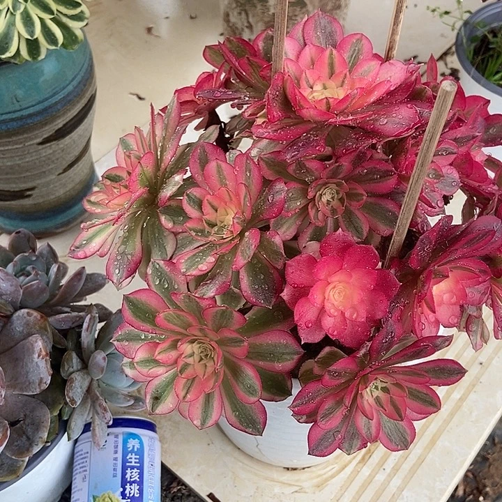 倾城多肉特价不包断