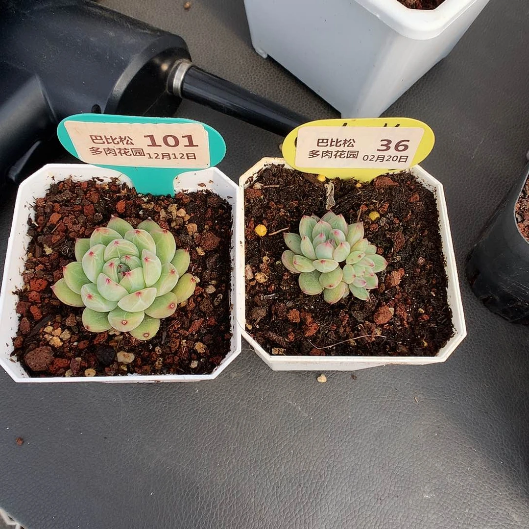 七**茄101-36两个雪花珍妮多肉