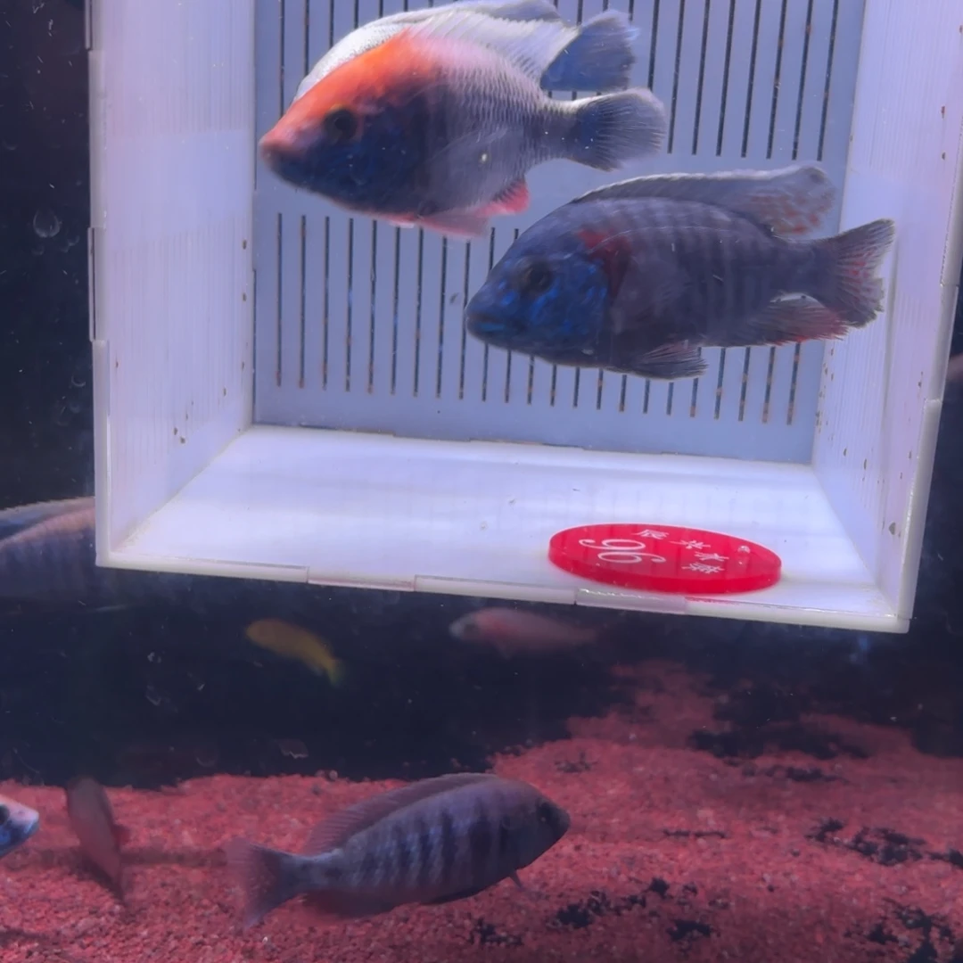 慈鲷鱼直播96号3条其中备损1条