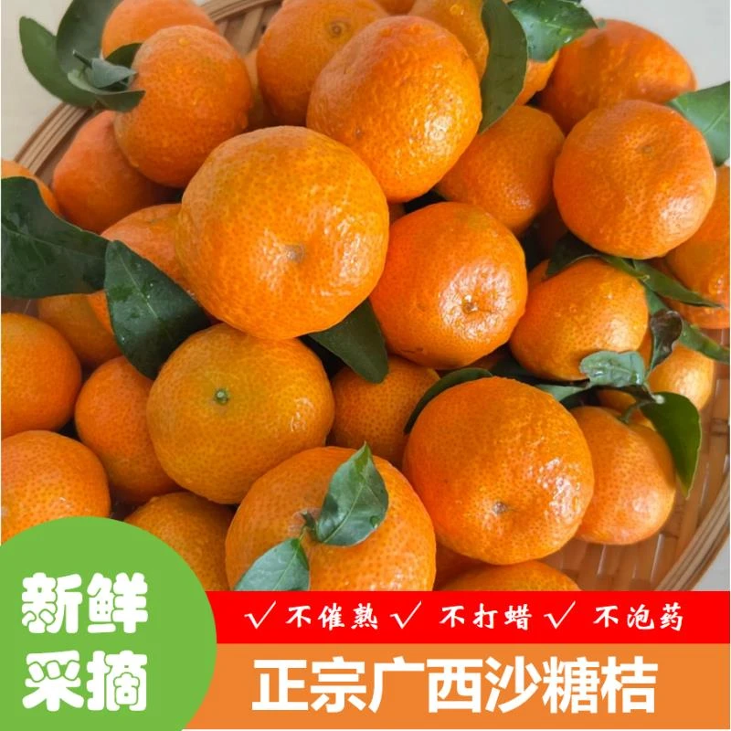 〖年度大促销〗正宗广西沙糖桔新鲜基地采摘产地直发
