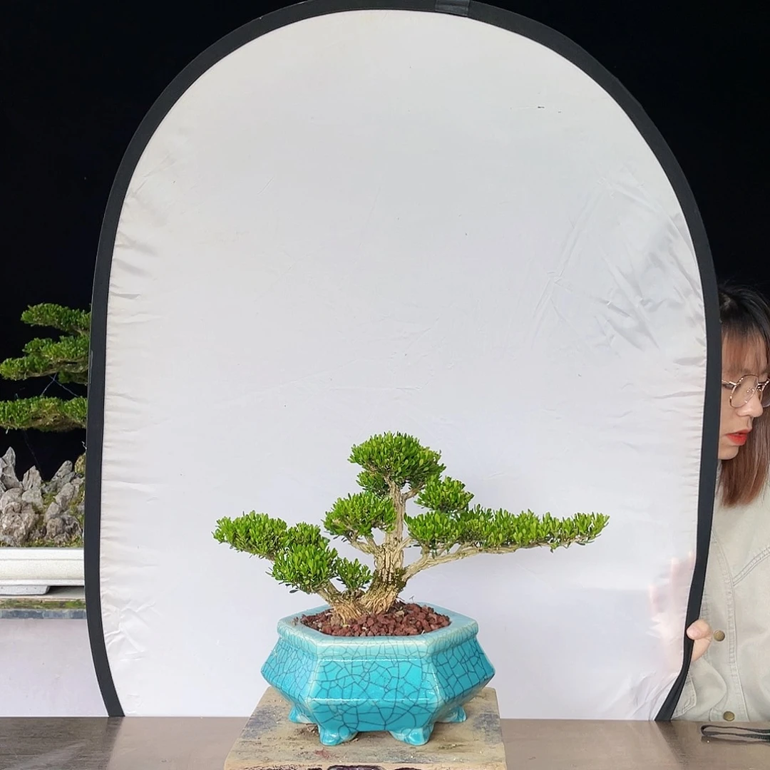 完全开放黄杨盆景四季常青