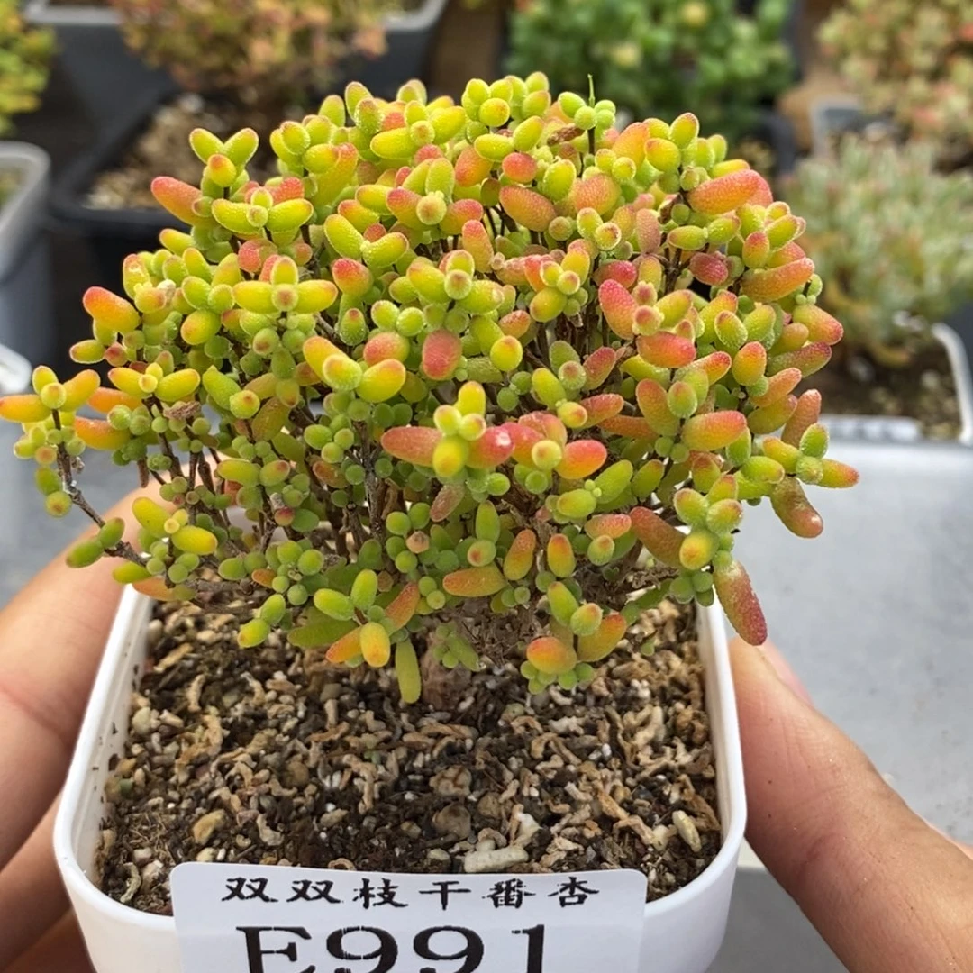 991蜜橘。