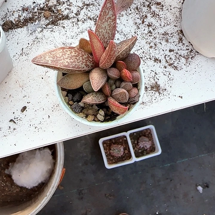 青蛙王子儿童牙膏111