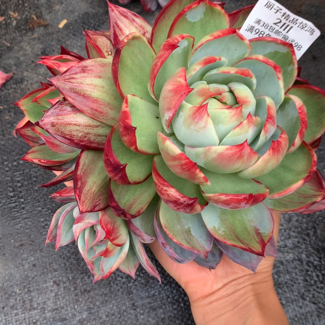 2111多肉植物惊鸿，18