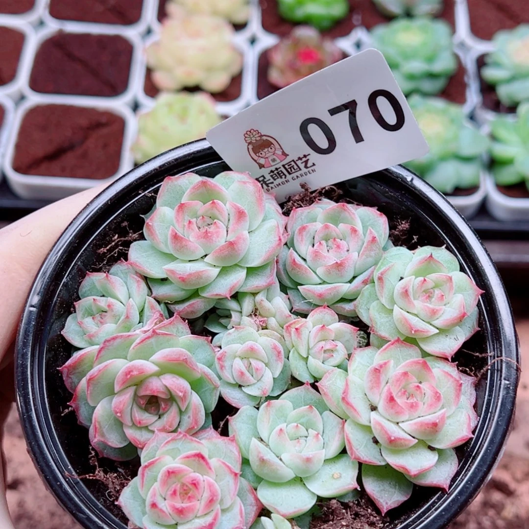 多肉植物多肉植物