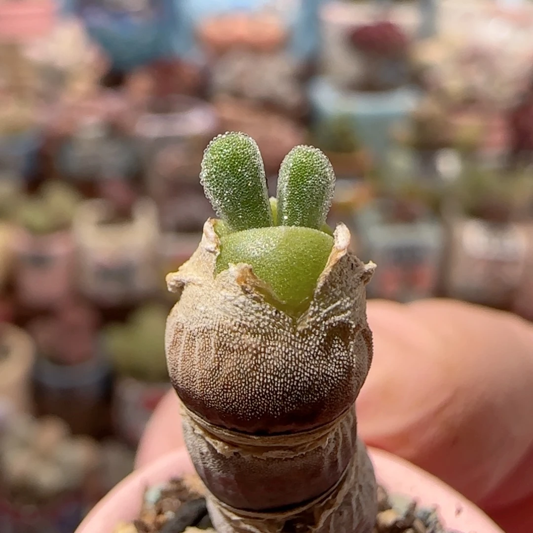 可爱兔子 盆口2cm
