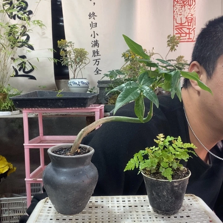 以实际为准盆景绿植盆栽91