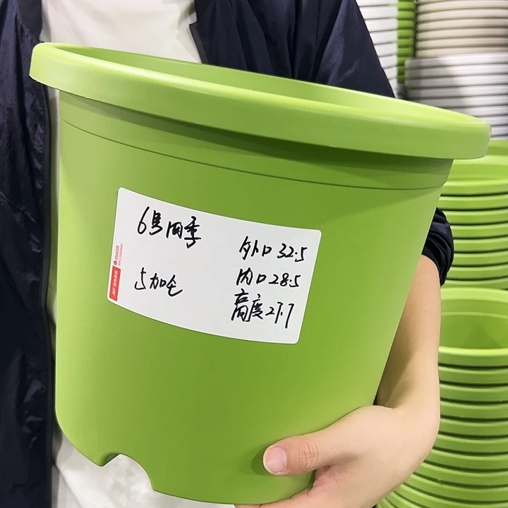 特价6号四季口32.5高27.7果绿无托7只