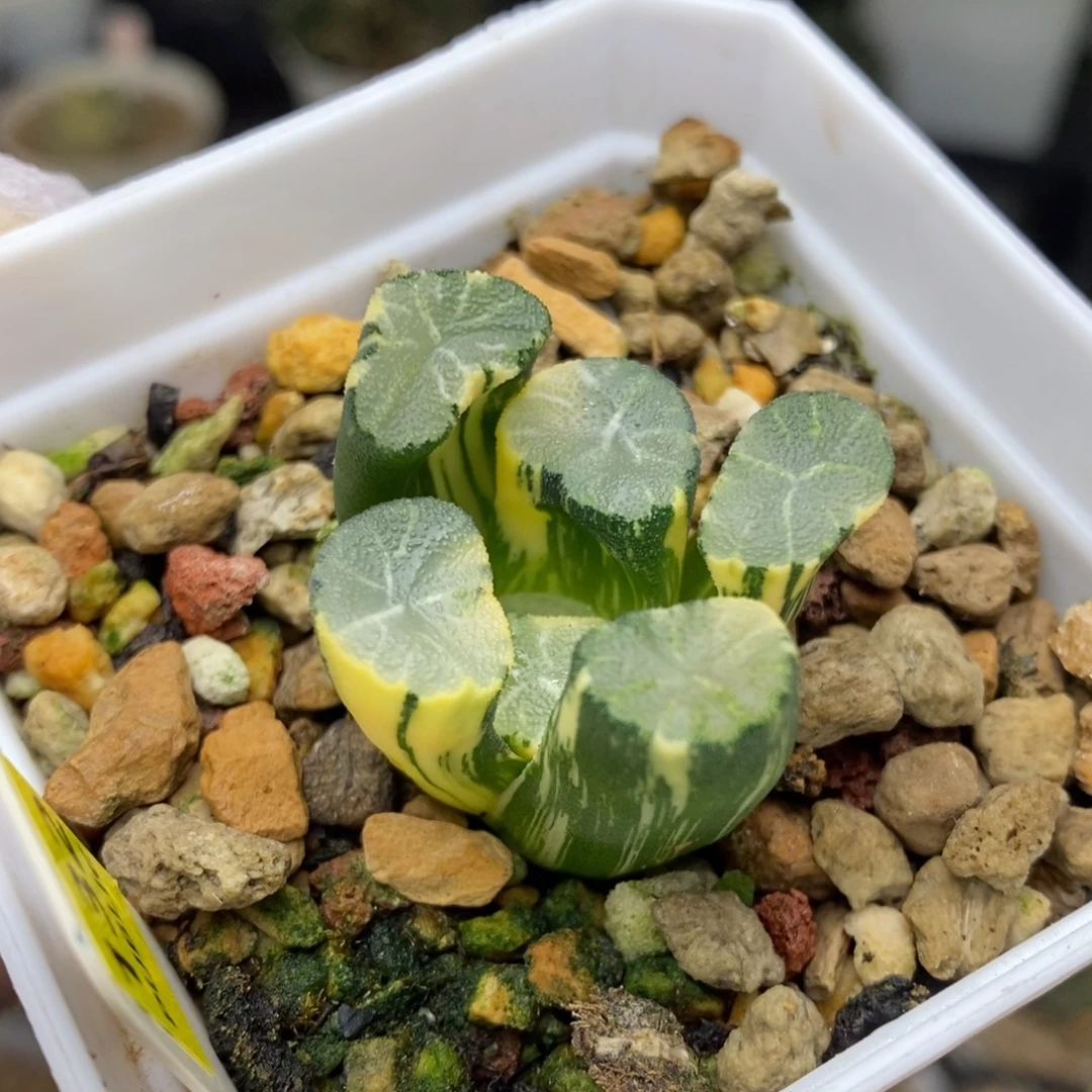 132号白妙万象锦带盆发货