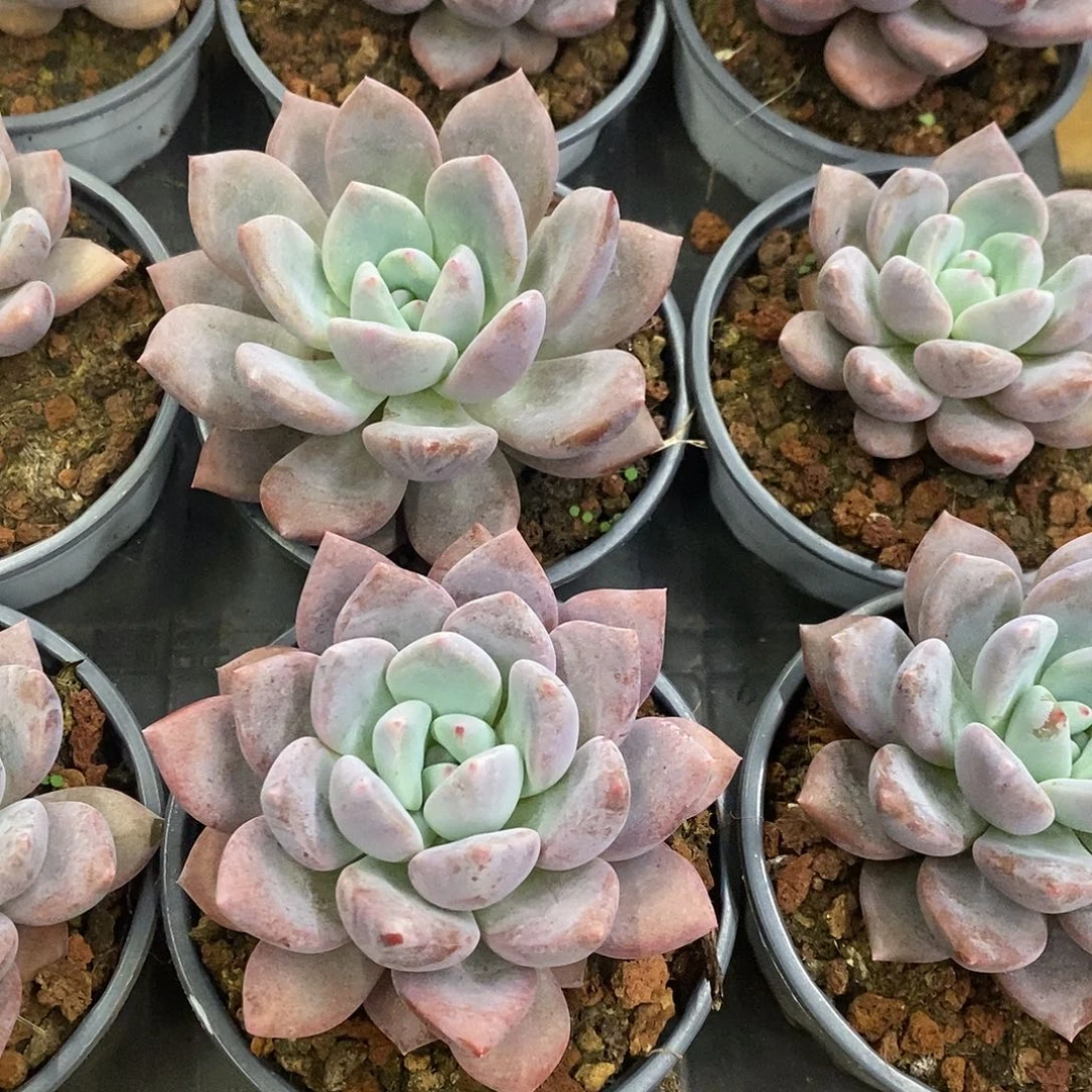 92。奥普琳娜单头。福利多多