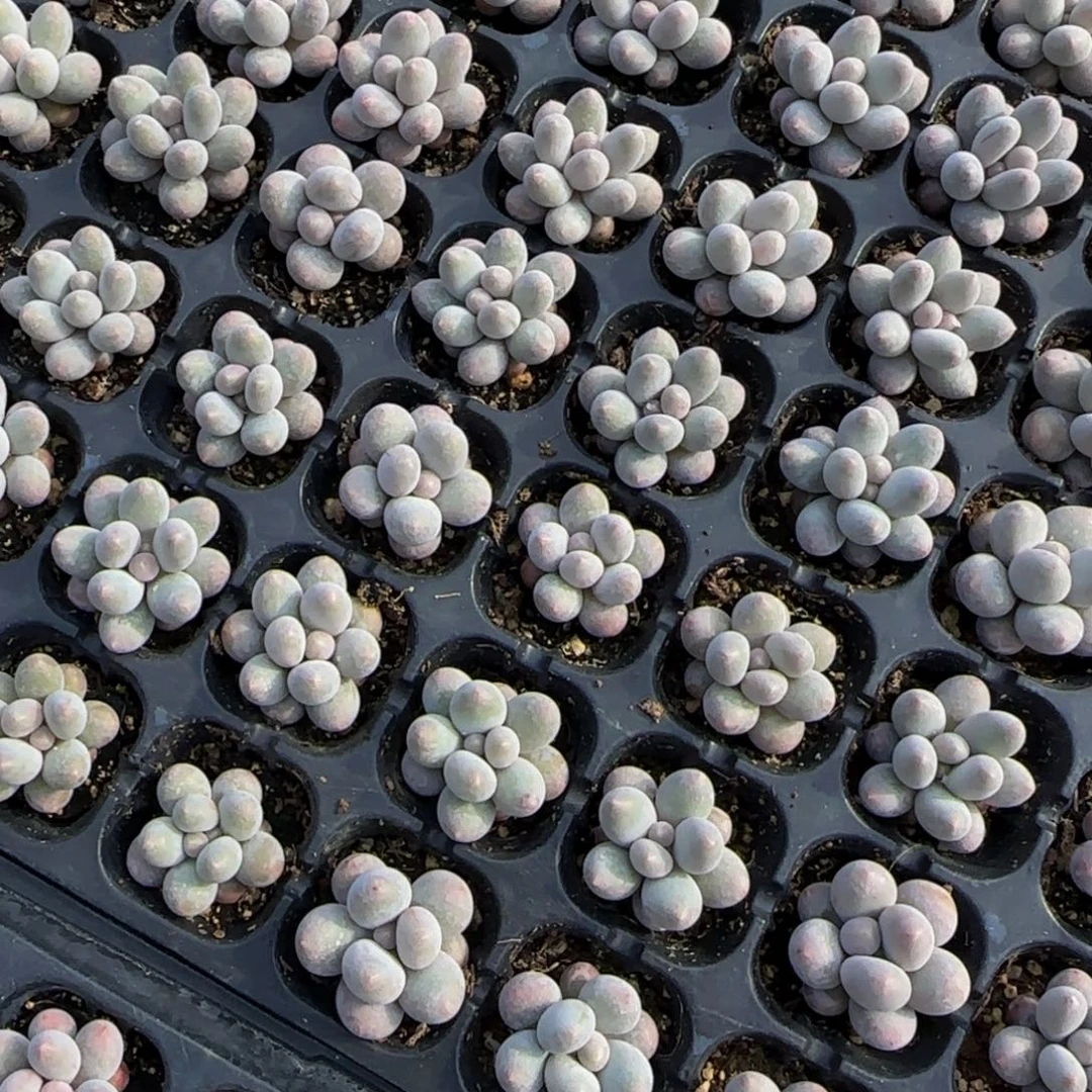 9颗一组汤圆特价（2-3公分