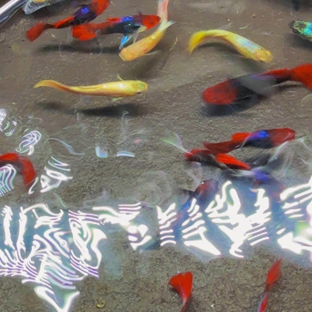 精品孔雀鱼深海蓝贵族6条有2备损