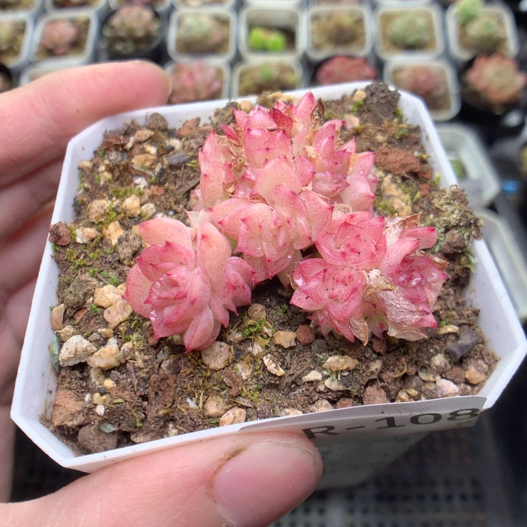 R108y y y y y y y y y y y