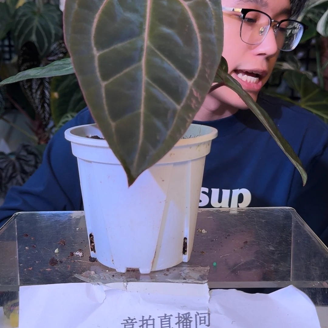 不开花植物C110粉脉papi杂加通湖