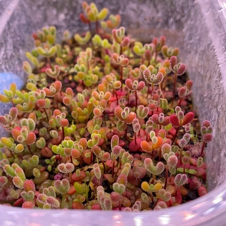 无花朵195混合切糕。  十个品种。