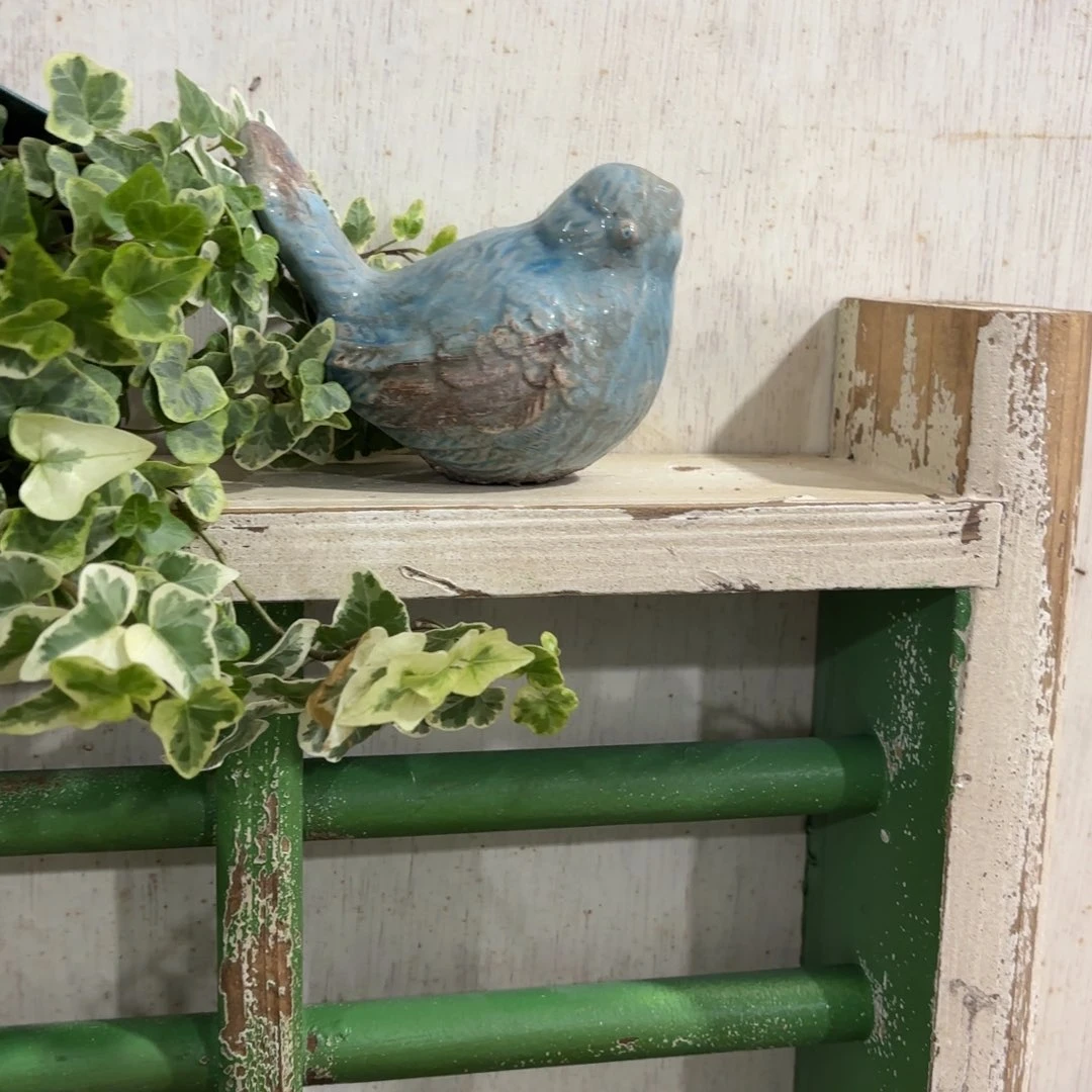 许纯的花房 蓝色小鸟