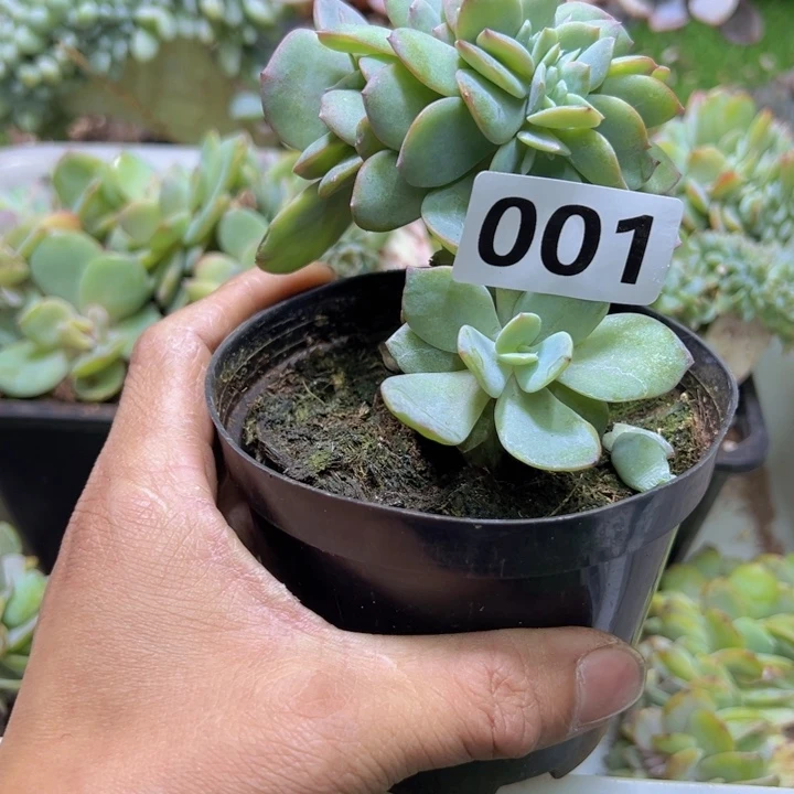 @***树然的多肉一物一拍001