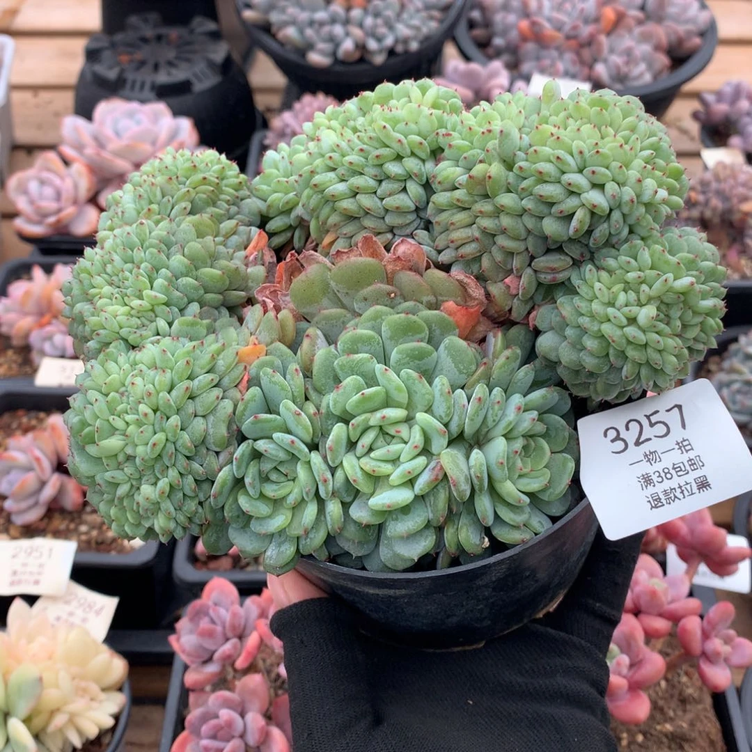 16厘米有砍胸花白胖子缀3257