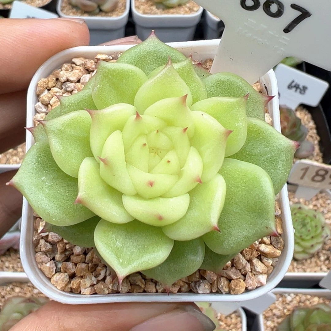 307号白玉玲珑 晗雨多肉