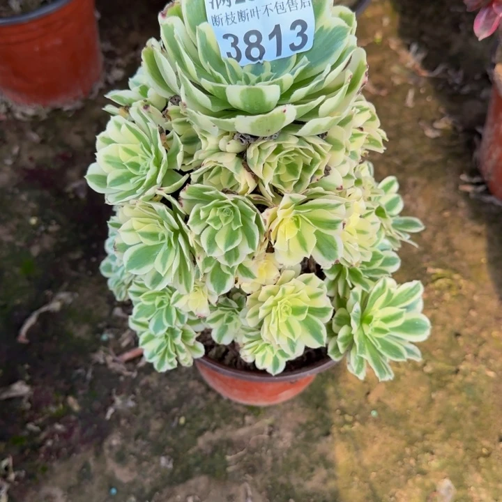 3813迈巴赫多肉植物