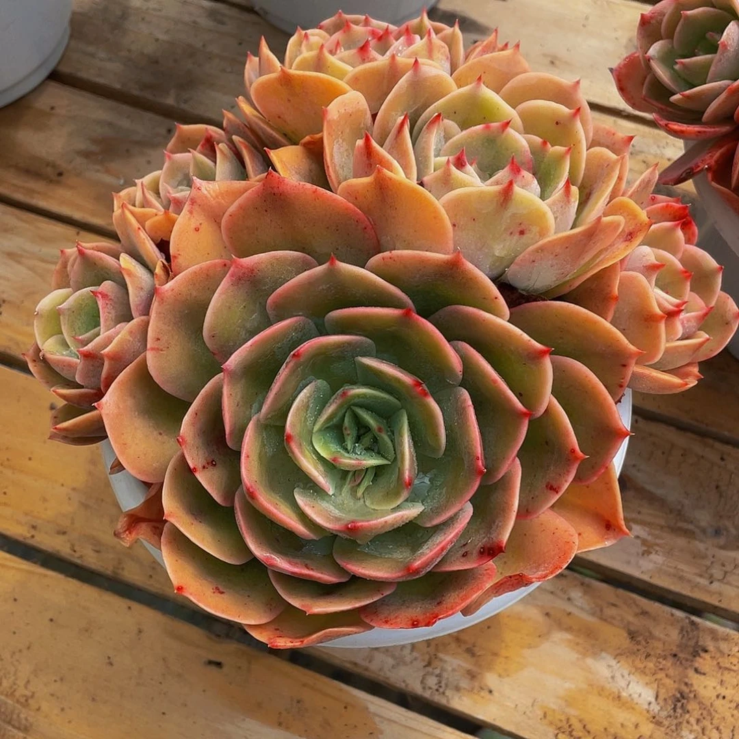 苹*白雪公主多肉植物