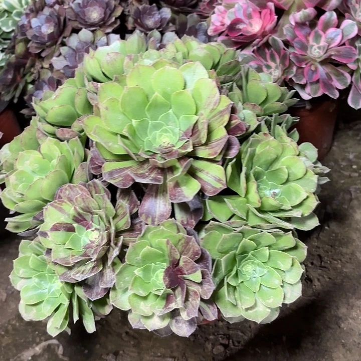 多肉植物万圣夜22