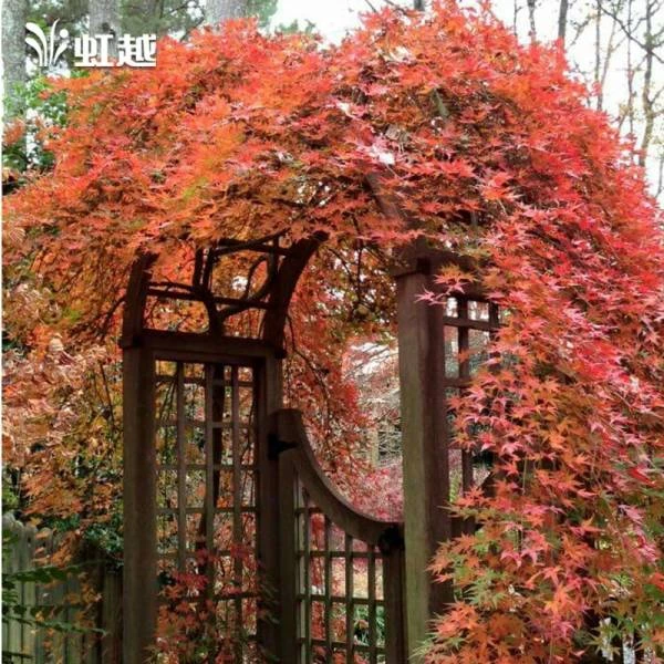 虹越 |  红枫盆栽苗 叶色多变四季可赏枫树苗庭院彩叶植物