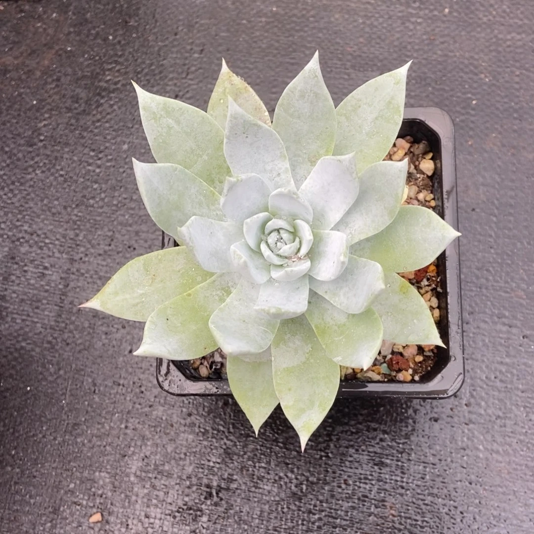 牡丹苹果叶多肉植物啦啦啦