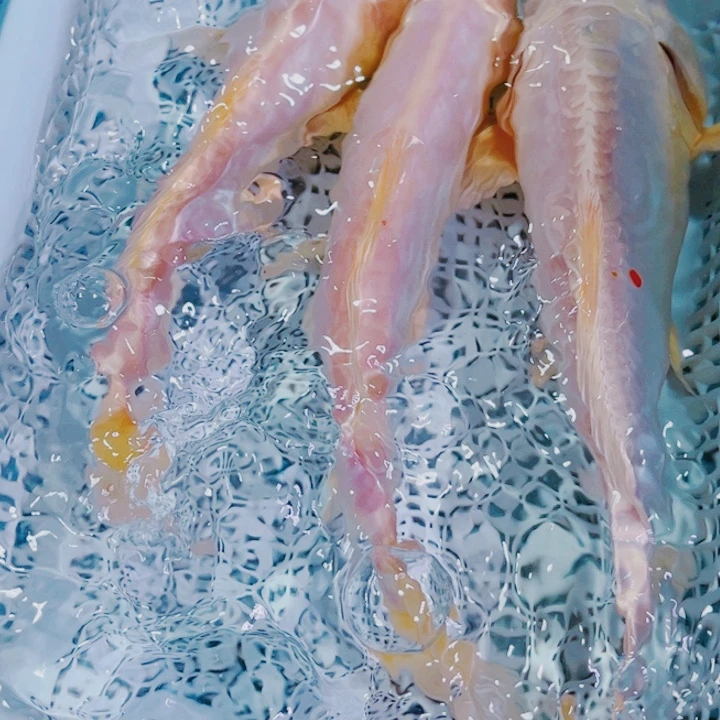 海水鱼锦鲤冷水观赏鱼22