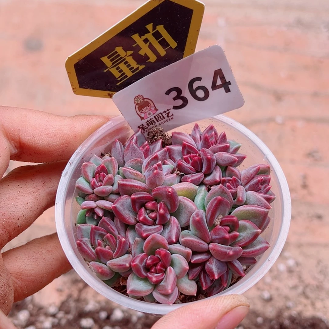 多肉植物多肉植物