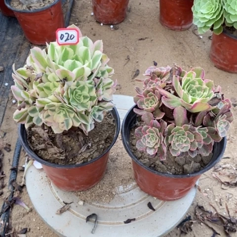 两颗法师捧花一物一拍