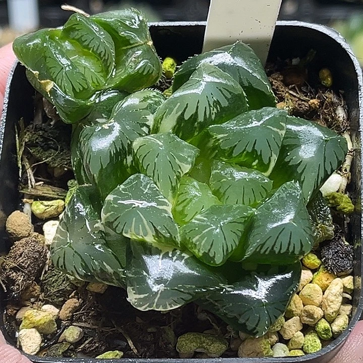 242巨大化夏沫玉露锦