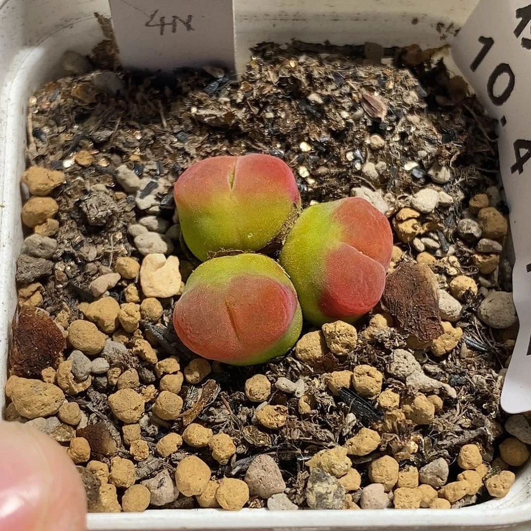 1004-102-水蜜桃福利。