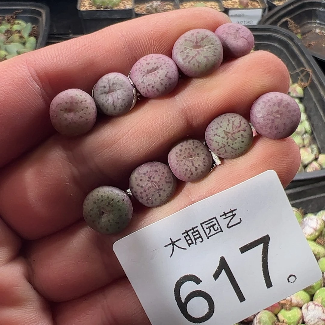 迷***圈一物一拍。    617
