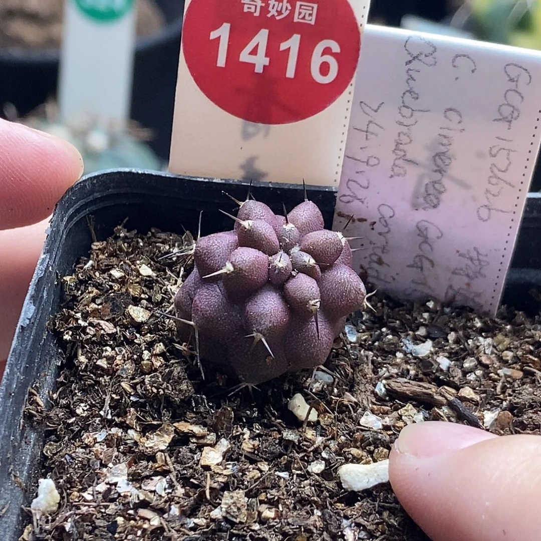 实生特选GCG152626黑王丸2cm