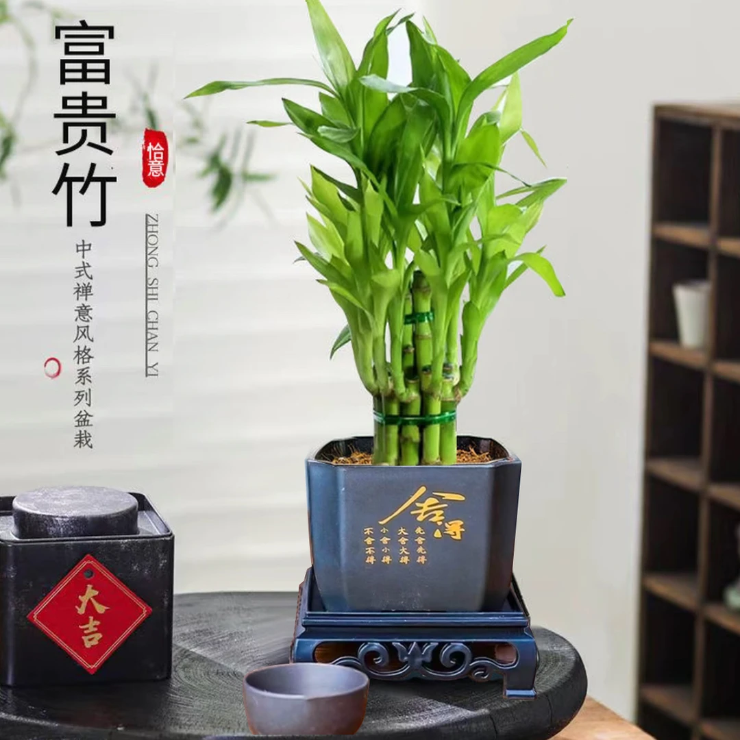 【富贵竹】三联杆基地优选直发精品盆栽发财