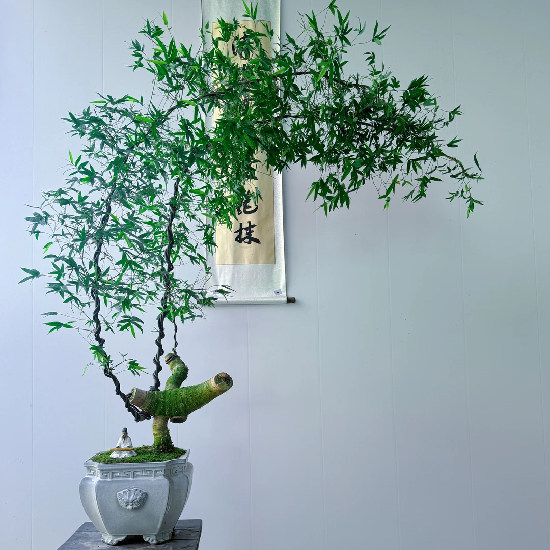 精品怪桩簕竹盆景#一款百搭又精致的小叶簕竹高端盆景，喜水耐阴。