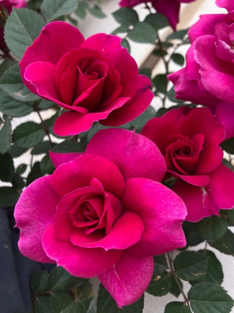 浓香型大富贵月季月季花藤本盆栽浓香四季开花适合阳台庭院种植