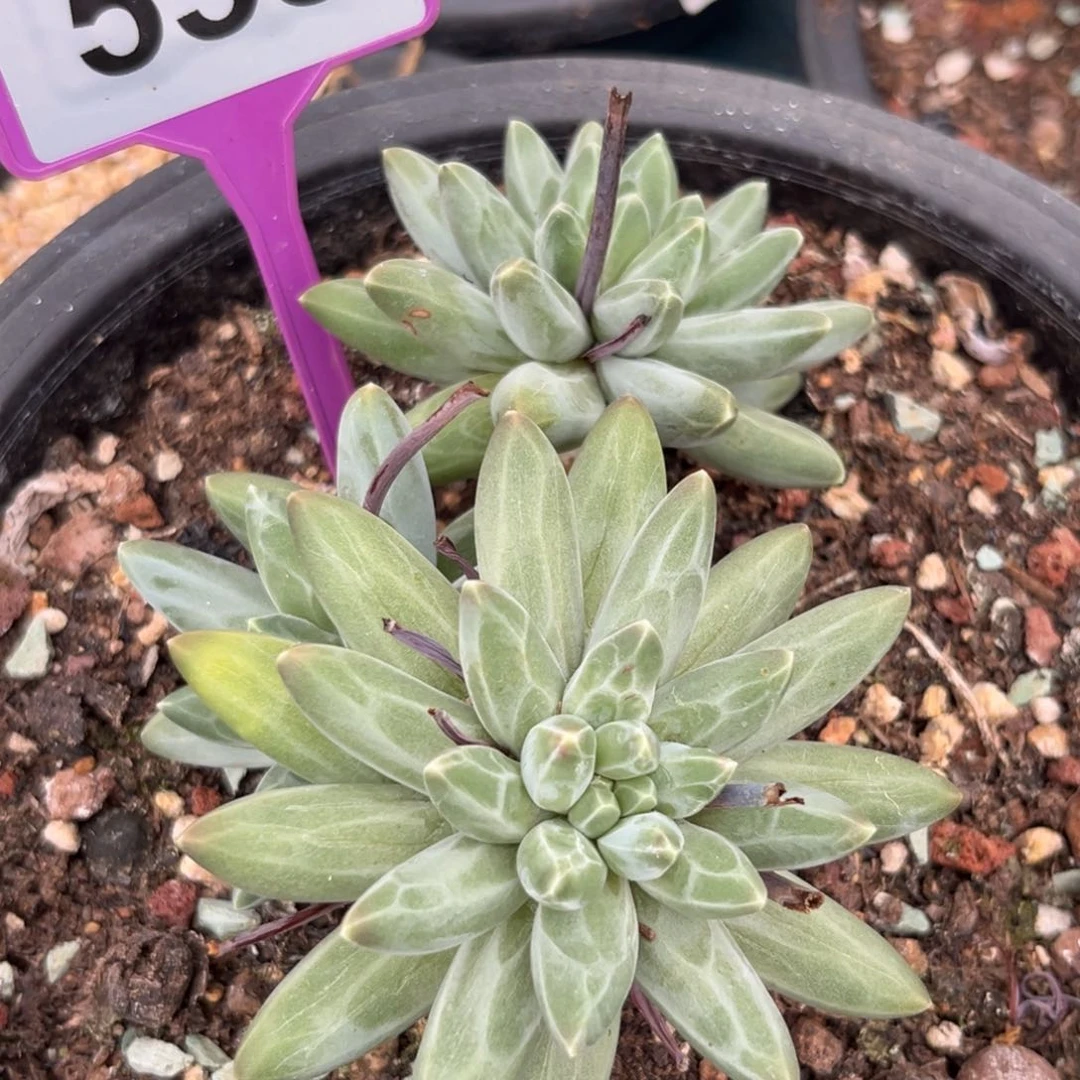 伊卡鲁斯多肉植物558