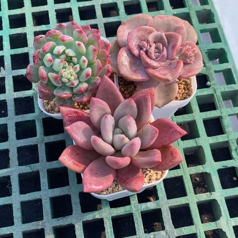 多肉植物蓝苹果彩虹糖桃花源送盆土32