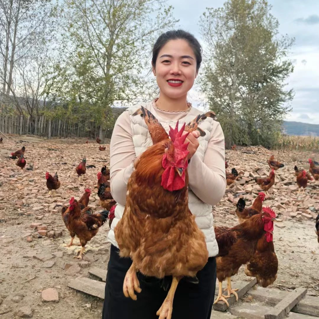 东北散养大公鸡  整只纯农家散养（顺丰） 包冰率不含冰