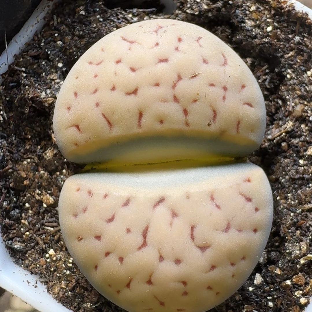 生石花23:：/。  111