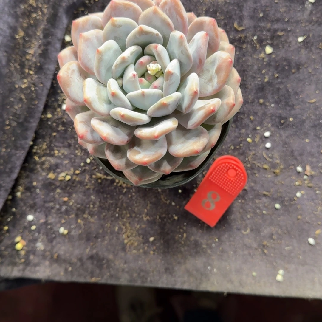 泡****香橙单头一物一拍8号