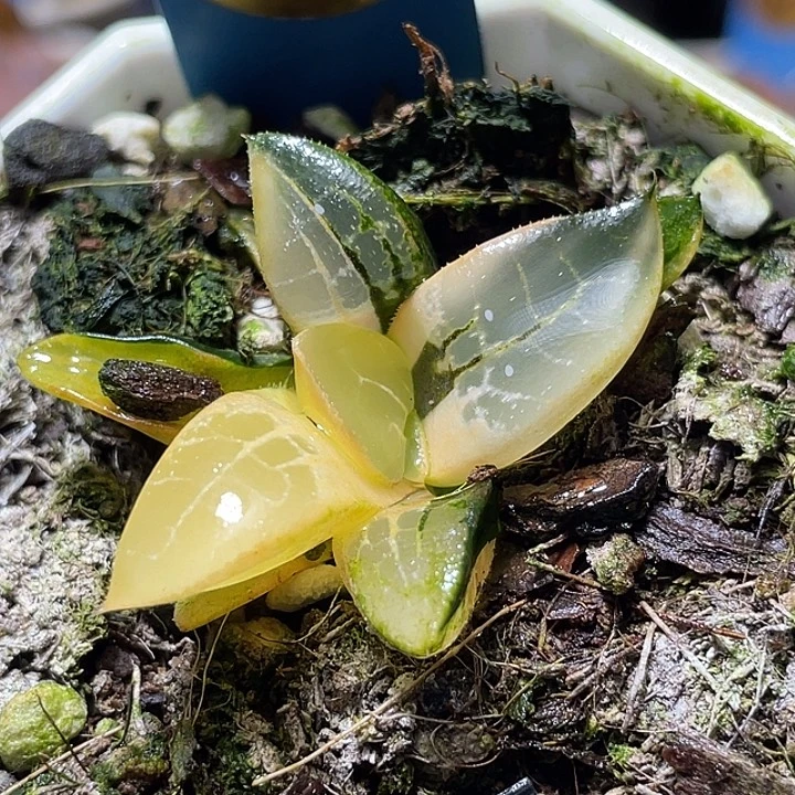 664木叶克锦特选福利