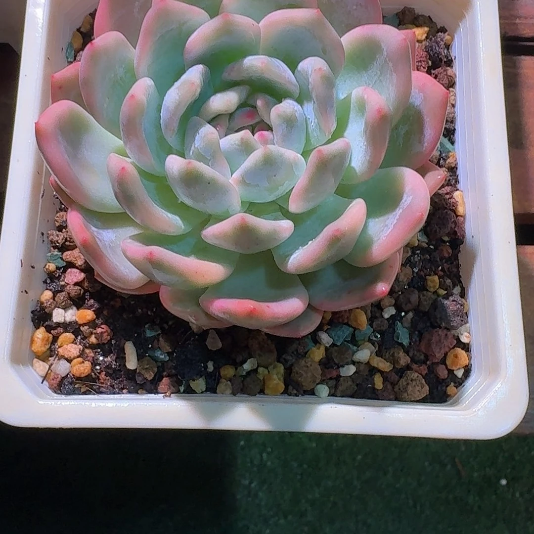 橙梦露锦多肉多肉