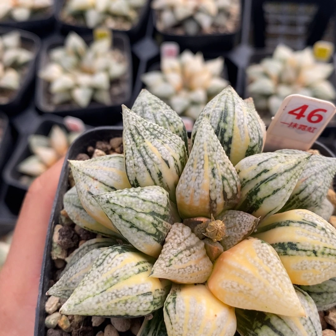 不开花植物46尖叶白银